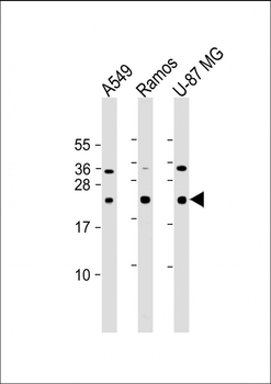 CD81 Antibody