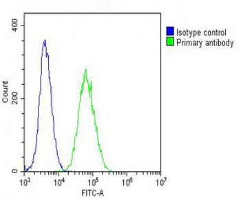 beta II Tubulin Antibody