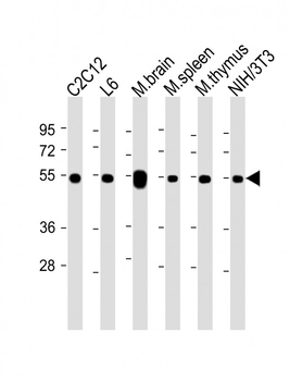 beta Tubulin Antibody