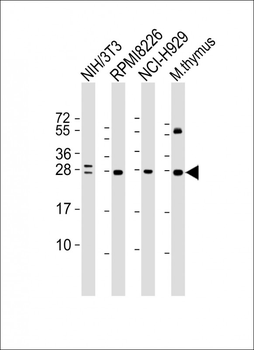 FGFR1OP2 Antibody