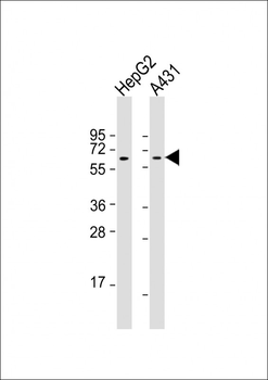 TERF2IP Antibody