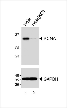 PCNA Antibody