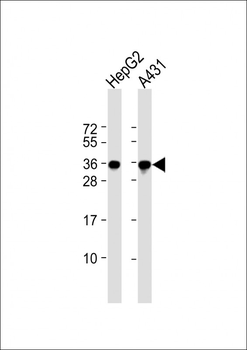 PCNA Antibody