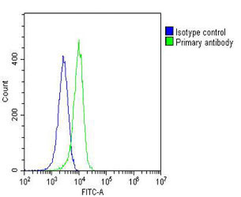 PCNA Antibody