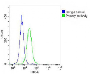 GALC Antibody (N-Term)