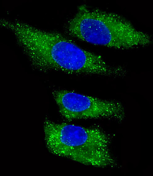 ITIH4 Antibody (C-Term)