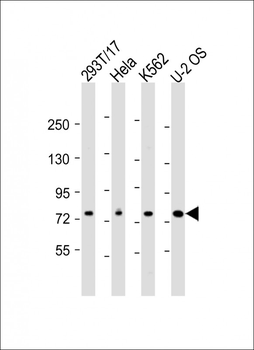 NDC80 Antibody (C-Term)