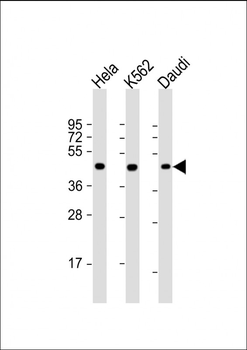 PLIN3 Antibody