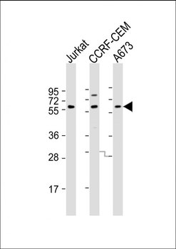 CCT8L2 Antibody (N-Term)
