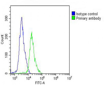 CCT8L2 Antibody (N-Term)