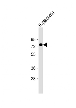 PGLYRP2 Antibody (N-Term)