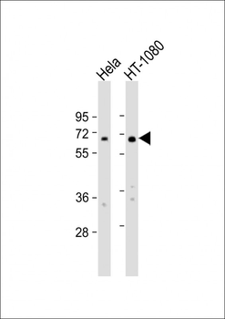 IL4I1 Antibody (C-Term)