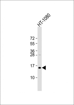 TAX1BP3 Antibody (C-Term)