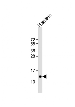 PF4 Antibody (N-Term)