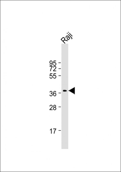 RASSF2 Antibody