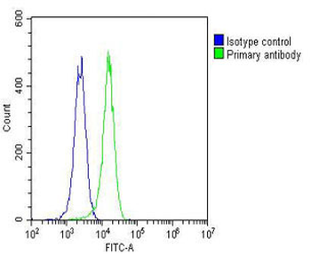 ETS1 Antibody