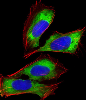 RPL14 Antibody (Center)