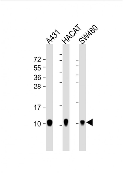S100A2 Antibody