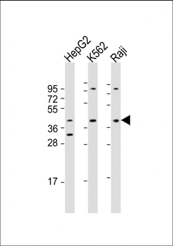 FGFR1OP Antibody (Center)