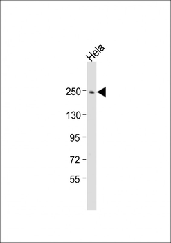APC2 Antibody (N-Term)