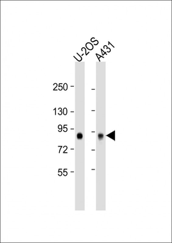 GPSM2 Antibody (N-Term)