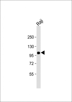 VAV1 Antibody