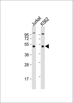 MKRN2 Antibody