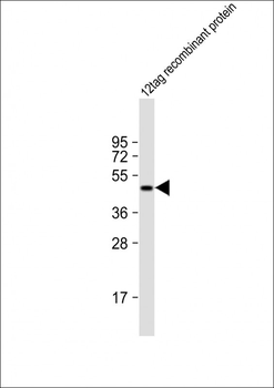 HIS Tag Antibody, HRP Conjugate
