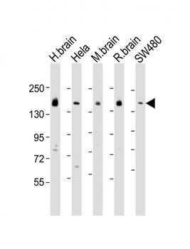 SYNJ1 Antibody (C-term)
