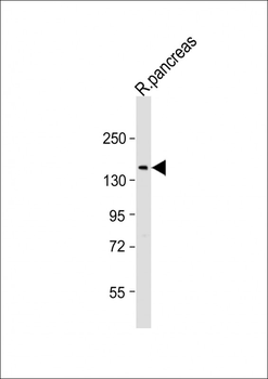 DMBT1 Antibody (C-Term)