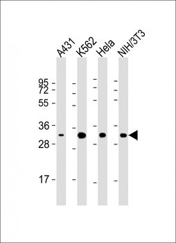 CDK5 Antibody