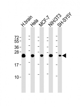 SODM Antibody