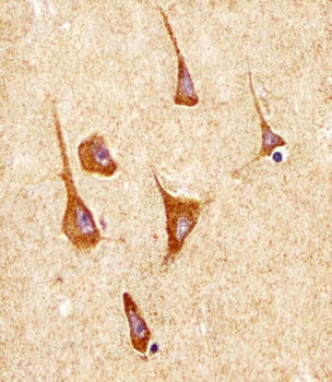 SODM Antibody