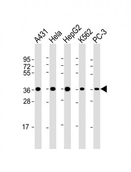 APEX1 Antibody