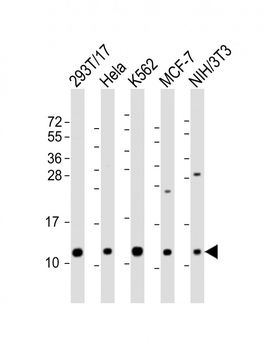 LSM2 Antibody (C-Term)