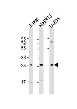 SIX1 Antibody (Center)