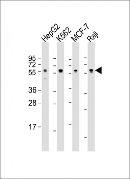 MPIP3 Antibody