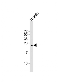 RAB3A Antibody