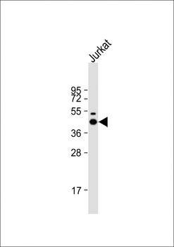 LCK Antibody