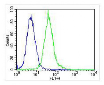 LCK Antibody