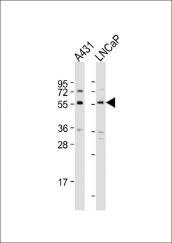 SUFU Antibody (C-term)