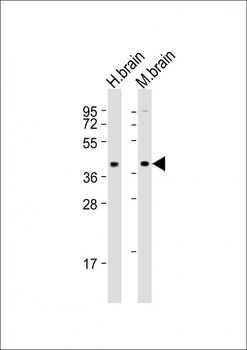 SH3GL3 Antibody (C-term)