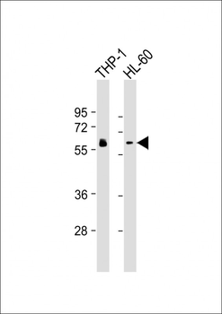 HCK Antibody
