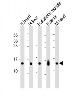 RNF7 Antibody (N-term)