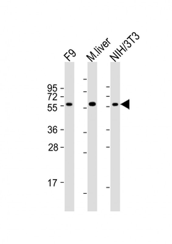 Mouse Foxh1 Antibody (C-term)