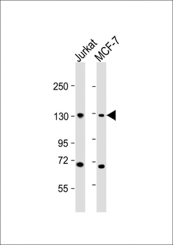 CTCF Antibody (Center)