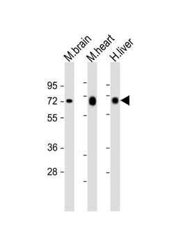 PGM1 Antibody (C-Term)