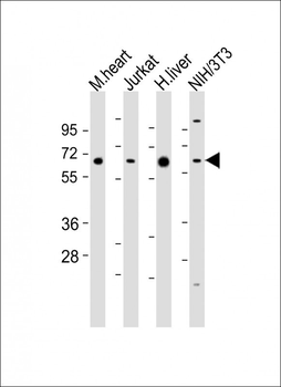 PGM1 Antibody (C-Term)