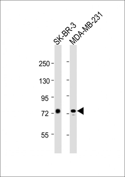 YY1AP1 Antibody (N-Term)