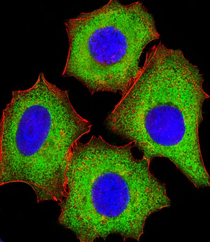IF4E Antibody